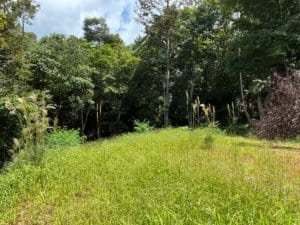 Green grassy clearing with trees and dense forest in Costa Rica.