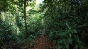 Mountain land with lush greenery and a dirt trail in Dominical, Costa Rica.