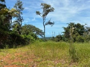 Dominical real estate: grassy land with scattered trees and ocean view under blue sky.