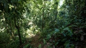 Dense tropical forest with sunlight filtering through the trees.