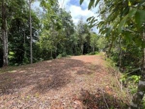 Dominical area ridge top land with private access road and surrounding tropical trees.