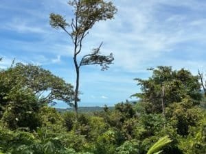 Dominical real estate hillside with trees and blue sky ocean horizon.