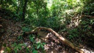 Mountain land with lush greenery, trees, and a fallen branch in Costa Rica.