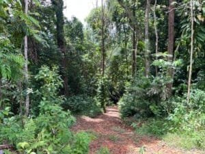 Dense tropical forest path with green shrubs and tall trees in Dominical, Costa Rica.