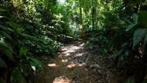 Mountain trail in lush rainforest with ocean view in the distance.