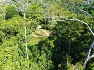 Elevated tropical forest with a sunny clearing and trail through dense greenery.