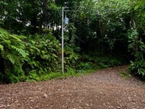 Rugged dirt driveway lined with dense tropical greenery and trees.