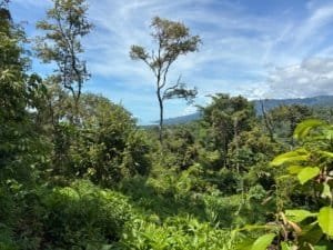 Dominical real estate lush hillside with tall trees and distant ocean view.