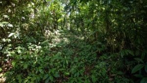 Lush tropical forest on mountain land with ocean view in Dominical, Costa Rica.