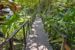 Wooden bridge in lush tropical jungle with dense green foliage.