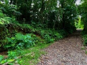 Dense tropical forest along a gravel path leading into the woods with lush green foliage.