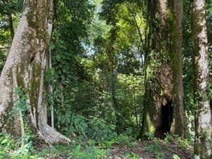 Lush tropical forest with large trees and dense foliage in Costa Rica.