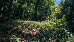 Lush forested land with mountain views and dense greenery in Dominical.