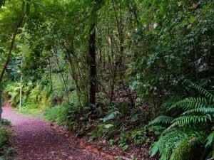 Lush tropical forest path with dense green foliage and ferns along a dirt trail.