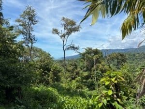 Dominical real estate lush tropical forest with distant ocean view and clear sky.