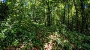 Dense green forest with sunlight filtering through trees in Costa Rica.