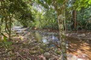 Serene river flowing through lush tropical jungle in Dominical, Costa Rica.