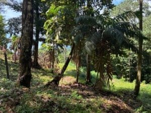 Lush jungle hillside with tall trees and tropical foliage in Dominical area.