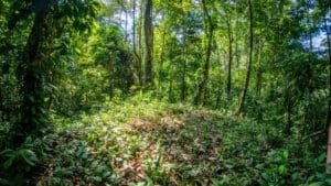 Lush tropical forest with mountain view and dense greenery in Dominical.