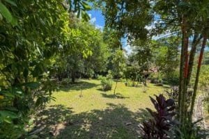 Lush tropical garden with trees, plants, and a sparkling pool in Dominical.