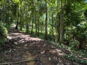 Dense tropical forest trail with sunlight filtering through trees and earthy path.