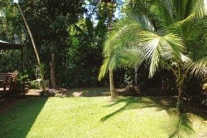 Lush Costa Rica backyard with palm trees and sunny lawn.