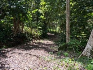 Lush tropical forest path leading into dense greenery and trees in Dominical real estate setting.