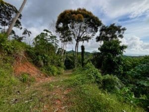 Ridge top Costa Rica land with panoramic forest view and dirt path.