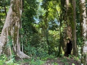 Lush Costa Rican forest with large trees and a dark hollow in the trunk.