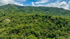 A lush hillside forest with dense green trees under a blue sky.