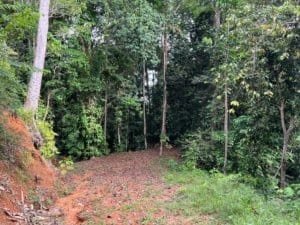 Ridge-top land with trees and forested backdrop, natural dirt path and green undergrowth.