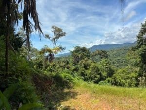 Panoramic tropical hillside with lush greenery and distant hills under a blue sky.