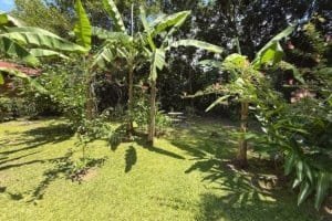 Lush tropical garden with banana and flowering plants in Dominical, Costa Rica.