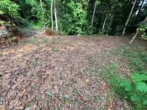 Dominical area land with cleared patch and surrounding trees.