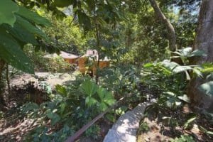 Lush tropical jungle with pathway leading to hotel and pool in Dominical.