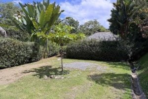 Lush garden with trees, bushes, and a small tree in a tropical setting.