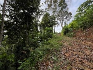 Panoramic Costa Rica ridge top land with dirt track, greenery and trees.