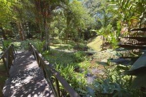 Lush tropical jungle with river, trees, and a wooden bridge in Dominical.