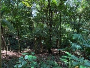 Dense tropical forest with undergrowth and green canopies in Dominical, Costa Rica.