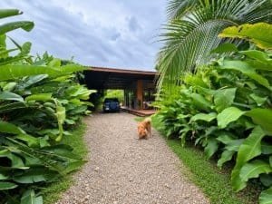 Charming tropical home surrounded by lush greenery and a gravel driveway.