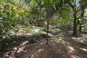 Lush tropical jungle with trees, plants, and a small pathway in Dominical.