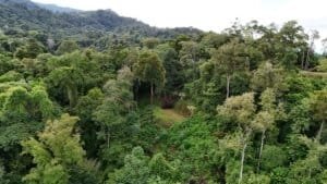 Lush tropical forest with dense green trees and rolling hills in Dominical.