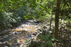Lush jungle with river and rocks in Dominical, Costa Rica.