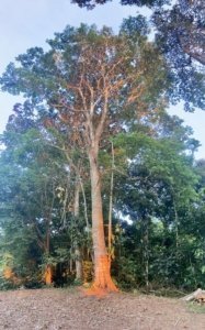 Large tree with mountain view in the background, Costa Rica real estate.