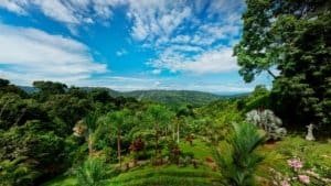 Lush tropical garden with palm trees and mountain backdrop in Costa Rica.