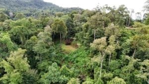 Dense lush rainforest with tall trees and green canopy in Costa Rica.