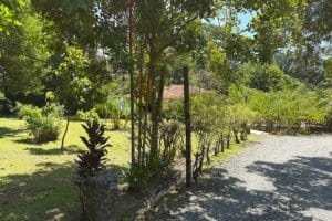 Lush tropical garden with trees, plants, and gravel pathway in Dominical.
