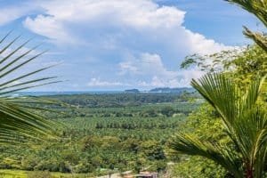 Panoramic ocean view from hillside with palm fronds and lush green valley.