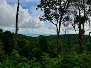 Panoramic ocean view from hillside forest with trees and lush greenery.