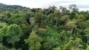 Aerial view of dense tropical forest with rolling hills and lush trees in Dominical, Costa Rica.